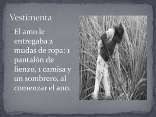 VestimentaEl amo le entregaba 2 mudas de ropa: 1 pantalón de lienzo, 1 camisa y un sombrero, al comenzar el ano. 