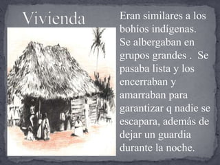   ViviendaEran similares a los bohíos indígenas.  Se albergaban en grupos grandes .  Se pasaba lista y los encerraban y amarraban para garantizar q nadie se escapara, además de dejar un guardia durante la noche.