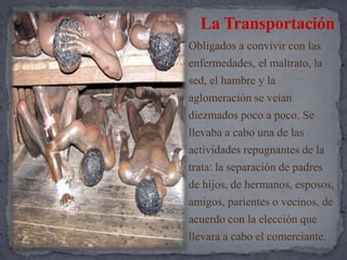 La TransportaciónObligados a convivir con las enfermedades, el maltrato, la sed, el hambre y la aglomeración se veían diezmados poco a poco. Se  llevaba a cabo una de las actividades repugnantes de la trata: la separación de padres de hijos, de hermanos, esposos, amigos, parientes o vecinos, de acuerdo con la elección que llevara a cabo el comerciante.