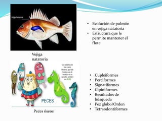 Vejiga
natatoria
Peces óseos
• Evolución de pulmón
en vejiga natatoria
• Estructura que le
permite mantener el
flote
• Cupleiformes
• Perciformes
• Signatiformes
• Cipiniformes
• Resultados de
búsqueda
• Pez globo/Orden
• Tetraodontiformes
 