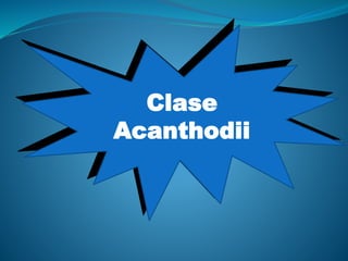 Clase
Acanthodii
 