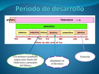 Los primeros acanthodii
surgen entre finales del
Ordovícico y principios
del Silúrico
abundantes en
el Devónico
Extinción
 