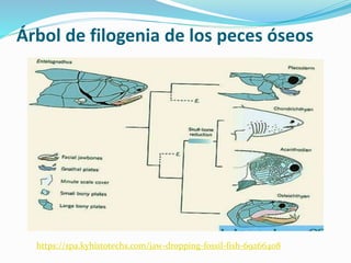 Árbol de filogenia de los peces óseos
https://spa.kyhistotechs.com/jaw-dropping-fossil-fish-69266408
 