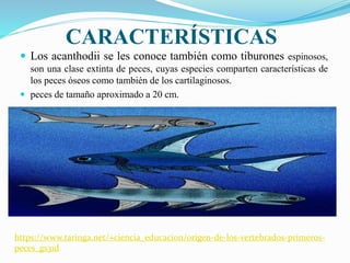 CARACTERÍSTICAS
 Los acanthodii se les conoce también como tiburones espinosos,
son una clase extinta de peces, cuyas especies comparten características de
los peces óseos como también de los cartilaginosos.
 peces de tamaño aproximado a 20 cm.
https://www.taringa.net/+ciencia_educacion/origen-de-los-vertebrados-primeros-
peces_gs31d
 