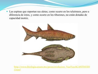  Las espinas que soportan sus aletas, como ocurre en los teleósteos, pero a
diferencia de éstos, y como ocurre en los tiburones, no están dotadas de
capacidad motriz.
http://www.ibiologia.unam.mx/peces/evolucion_%20%20ACANTHODI
I.html
 