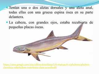  Tenían una o dos aletas dorsales y una aleta anal,
todas ellas con una gruesa espina ósea en su parte
delantera.
 La cabeza, con grandes ojos, estaba recubierta de
pequeñas placas óseas.
https://sites.google.com/site/elfitxerfossildaip/UA-16964478-2/phylums/phylum-
chordata-subphyllum-vertebrata/clase-aconthodii
 
