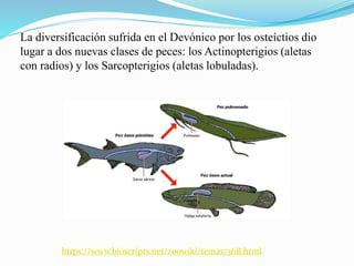 La diversificación sufrida en el Devónico por los osteíctios dio
lugar a dos nuevas clases de peces: los Actinopterigios (aletas
con radios) y los Sarcopterigios (aletas lobuladas).
https://www.bioscripts.net/zoowiki/temas/36B.html
 