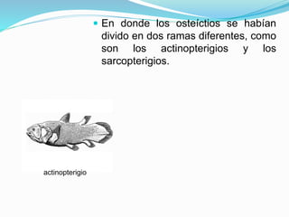  En donde los osteíctios se habían
divido en dos ramas diferentes, como
son los actinopterigios y los
sarcopterigios.
actinopterigio
 