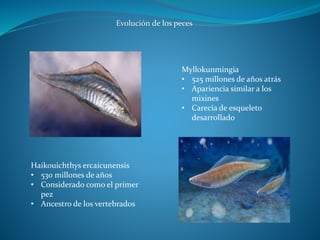 Haikouichthys ercaicunensis
• 530 millones de años
• Considerado como el primer
pez
• Ancestro de los vertebrados
Myllokunmingia
• 525 millones de años atrás
• Apariencia similar a los
mixines
• Carecía de esqueleto
desarrollado
Evolución de los peces
 