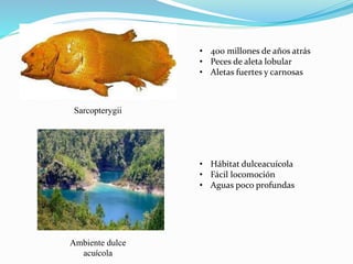 Sarcopterygii
Ambiente dulce
acuícola
• 400 millones de años atrás
• Peces de aleta lobular
• Aletas fuertes y carnosas
• Hábitat dulceacuícola
• Fácil locomoción
• Aguas poco profundas
 