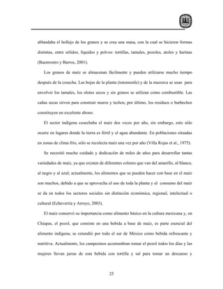 ablandaba el hollejo de los granos y se crea una masa, con la cual se hicieron formas

distintas, entre sólidos, líquidos y polvos: tortillas, tamales, pozoles, atoles y harinas

(Buenrostro y Barros, 2001).

   Los granos de maíz se almacenan fácilmente y pueden utilizarse mucho tiempo

después de la cosecha. Las hojas de la planta (totomostle) y de la mazorca se usan para

envolver los tamales, los olotes secos y sin granos se utilizan como combustible. Las

cañas secas sirven para construir muros y techos; por último, los residuos o barbechos

constituyen un excelente abono.

   El sector indígena cosechaba el maíz dos veces por año, sin embargo, esto sólo

ocurre en lugares donde la tierra es fértil y el agua abundante. En poblaciones situadas

en zonas de clima frío, sólo se recolecta maíz una vez por año (Villa Rojas et al., 1975).

   Se necesitó mucho cuidado y dedicación de miles de años para desarrollar tantas

variedades de maíz, ya que existen de diferentes colores que van del amarillo, al blanco,

al negro y al azul; actualmente, los alimentos que se pueden hacer con base en el maíz

son muchos, debido a que se aprovecha el uso de toda la planta y el consumo del maíz

se da en todos los sectores sociales sin distinción económica, regional, intelectual o

cultural (Echeverría y Arroyo, 2003).

   El maíz conservó su importancia como alimento básico en la cultura mexicana y, en

Chiapas, el pozol, que consiste en una bebida a base de maíz, es parte esencial del

alimento indígena; se extendió por todo el sur de México como bebida refrescante y

nutritiva. Actualmente, los campesinos acostumbran tomar el pozol todos los días y las

mujeres llevan jarras de esta bebida con tortilla y sal para tomar un descanso y



                                          25
 