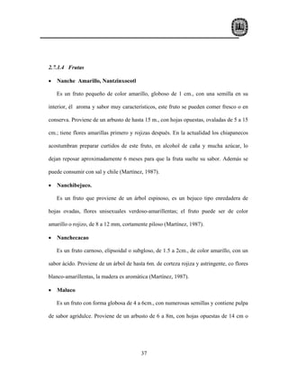 2.7.1.4 Frutas

•   Nanche Amarillo, Nantzinxocotl

    Es un fruto pequeño de color amarillo, globoso de 1 cm., con una semilla en su

interior, él aroma y sabor muy característicos, este fruto se pueden comer fresco o en

conserva. Proviene de un arbusto de hasta 15 m., con hojas opuestas, ovaladas de 5 a 15

cm.; tiene flores amarillas primero y rojizas después. En la actualidad los chiapanecos

acostumbran preparar curtidos de este fruto, en alcohol de caña y mucha azúcar, lo

dejan reposar aproximadamente 6 meses para que la fruta suelte su sabor. Además se

puede consumir con sal y chile (Martínez, 1987).

•   Nanchibejuco.

    Es un fruto que proviene de un árbol espinoso, es un bejuco tipo enredadera de

hojas ovadas, flores unisexuales verdoso-amarillentas; el fruto puede ser de color

amarillo o rojizo, de 8 a 12 mm, cortamente piloso (Martínez, 1987).

•   Nanchecacao

    Es un fruto carnoso, elipsoidal o subgloso, de 1.5 a 2cm., de color amarillo, con un

sabor ácido. Proviene de un árbol de hasta 6m. de corteza rojiza y astringente, co flores

blanco-amarillentas, la madera es aromática (Martínez, 1987).

•   Maluco

    Es un fruto con forma globosa de 4 a 6cm., con numerosas semillas y contiene pulpa

de sabor agridulce. Proviene de un arbusto de 6 a 8m, con hojas opuestas de 14 cm o




                                         37
 