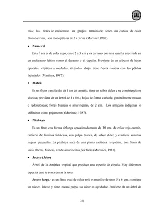 más; las flores se encuentran en grupos terminales; tienen una corola de color

blanco-crema, son monopétalas de 2 a 3 cm. (Martínez,1987).

•   Nancerol

    Esta fruta es de color rojo, entre 2 a 3 cm y es carnoso con una semilla encerrada en

un endocarpo leñoso como el durazno o el capulín. Proviene de un arbusto de hojas

opuestas, elípticas a ovaladas, afelpadas abajo; tiene flores rosadas con los pétalos

laciniados (Martínez, 1987).

•   Matzú

    Es un fruto translúcido de 1 cm de tamaño, tiene un sabor dulce y su consistencia es

viscosa; proviene de un árbol de 4 a 8m.; hojas de forma variable, generalmente ovadas

o redondeadas; flores blancas o amarillentas, de 2 cm. Los antiguos indígenas lo

utilizaban como pegamento (Martínez, 1987).

•   Pitahaya

    Es un fruto con forma oblonga aproximadamente de 10 cm., de color rojo-carmín,

cubierto de láminas foliáceas, con pulpa blanca, de sabor dulce y contiene semillas

negras pequeñas. La pitahaya nace de una planta cactácea trepadora, con flores de

unos 30 cm., blancas, verde-amarillentas por fuera (Martínez, 1987).

•   Jocote (Jobo)

    Árbol de la América tropical que produce una especie de ciruela. Hay diferentes

especies que se conocen en la zona:

    Jocote largo.- es un fruto oval de color rojo o amarillo de unos 5 a 6 cm.; contiene

un núcleo leñoso y tiene escasa pulpa, su sabor es agridulce. Proviene de un árbol de



                                         38
 