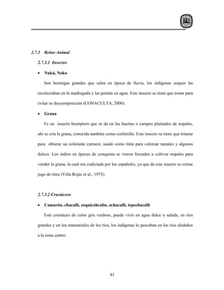 2.7.3   Reino Animal

   2.7.3.1 Insectos

   •    Nukú, Noko

        Son hormigas grandes que salen en época de lluvia, los indígenas zoques las

   recolectaban en la madrugada y las ponían en agua. Este insecto se tiene que tostar para

   evitar su descomposición (CONACULTA, 2000).

   •    Grana

        Es un insecto hemíptero que se da en las huertas o campos plantados de nopales,

   ahí se cría la grana, conocida también como cochinilla. Este insecto se tiene que triturar

   para obtiene un colorante carmesí, usado como tinta para colorear tamales y algunos

   dulces. Los indios en épocas de conquista se vieron forzados a cultivar nopales para

   vender la grana, la cual era codiciada por los españoles, ya que de este insecto se extrae

   jugo de tinta (Villa Rojas et al., 1975).



   2.7.3.2 Crustáceos

   •    Camarón, chacalli, zoquicahcalin, achacalli, tepechacalli

        Este crustáceo de color gris verdoso, puede vivir en agua dulce o salada, en ríos

   grandes y en los manantiales de los ríos, los indígenas lo pescaban en los ríos aledaños

   a la zona centro.




                                               43
 