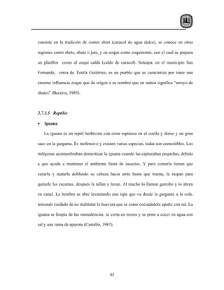 consiste en la tradición de comer shuti (caracol de agua dulce), se conoce en otras

regiones como shote, shute o jute, y en zoque como zoquinomó, con el cual se prepara

un platillos como el zoqui caldú (caldo de caracol). Soteapa, en el municipio San

Fernando, cerca de Tuxtla Gutiérrez, es un pueblo que se caracteriza por tener una

enorme influencia zoque que da origen a su nombre que en nahoa significa “arroyo de

shutes” (Becerra, 1985).



2.7.3.5 Reptiles

•   Iguana

    La iguana es un reptil herbívoro con creta espinosa en el cuello y dorso y un gran

saco en la garganta. Es inofensivo y existen varias especies, todas son comestibles. Los

indígenas acostumbraban domesticar la iguana cuando las capturaban pequeñas, debido

a que ayuda a mantener el ambiente fuera de insectos. Y para comerla tienen que

cazarla y matarla doblando su cabeza hacia atrás hasta que truena, la raspan para

quitarle las escamas, después la tallan y lavan. Al macho lo llaman garrobo y lo abren

en canal. La hembra se abre levantando una tapa que va desde la garganta a la cola,

teniendo cuidado de no maltratar la huevera que se come cocinándola aparte con sal. La

iguana se limpia de las menudencias, se corta en trozos y se pone a cocer en agua con

sal y una rama de epazote (Castelló, 1987).




                                        45
 
