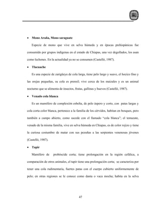 •   Mono Araña, Mono saraguate

    Especie de mono que vive en selva húmeda y en épocas prehispánicas fue

consumido por grupos indígenas en el estado de Chiapas, una vez degollados, los asan

como lechones. En la actualidad ya no se consumen (Castelló, 1987).

•   Tlacuache

    Es una especie de zarigüeya de cola larga, tiene pelo largo y suave, el hocico fino y

las orejas pequeñas, su cola es prensil; vive cerca de los maizales y es un animal

nocturno que se alimenta de insectos, frutas, gallinas y huevos (Castelló, 1987).

•   Venado cola blanca

    Es un mamífero de complexión esbelta, de pelo áspero y corto, con patas largas y

cola corta color blanca, pertenece a la familia de los cérvidos, habitan en bosques, pero

también a campo abierto, como sucede con el llamado “cola blanca”; el temazate,

venado de la misma familia, vive en selva húmeda en Chiapas, es de color rojizo y tiene

la curiosa costumbre de matar con sus pezuñas a las serpientes venenosas jóvenes

(Castelló, 1987).

•   Tapir

    Mamífero de      probóscide corta; tiene prolongación en la región cefálica, a

comparación de otros animales, el tapir tiene una prolongación corta; se caracteriza por

tener una cola rudimentaria, fuertes patas con el cuerpo cubierto uniformemente de

pelo; en otras regiones se le conoce como danta o vaca mocha; habita en la selva




                                         47
 