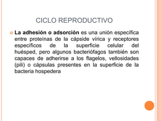 CICLO REPRODUCTIVO


La adhesión o adsorción es una unión específica
entre proteínas de la cápside vírica y receptores
es...