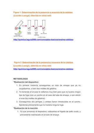 Antecedentes (practica del_higado)[1]