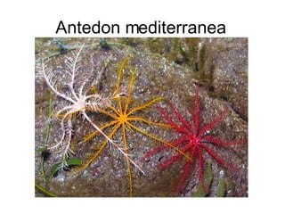 Antedon mediterranea   
