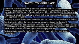 SWITCH TO VIRULENCE
I. Approach, in which they travel towards a host cell either via the
intestinal peristalsis or through active swimming via the flagella, penetrate the
mucus barrier, and locate themselves close to the epithelium lining the intestine,
II. Adhesion, in which they adhere to a host cell using bacterial adhesins and a type
three-secretion system,
III. Invasion, in which Salmonella enters the host cell (see variant mechanisms below),
IV. Replication, in which the bacterium may reproduce inside the host cell,
V. Spread, in which the bacterium can spread to other organs via cells in the blood (if
it succeeded in avoiding the immune defense). Alternatively, bacteria can go back
towards the intestine, re-seeding the intestinal population.
VI. Re-invasion (a secondary infection, if now at a systemic site) and further
replication.
 