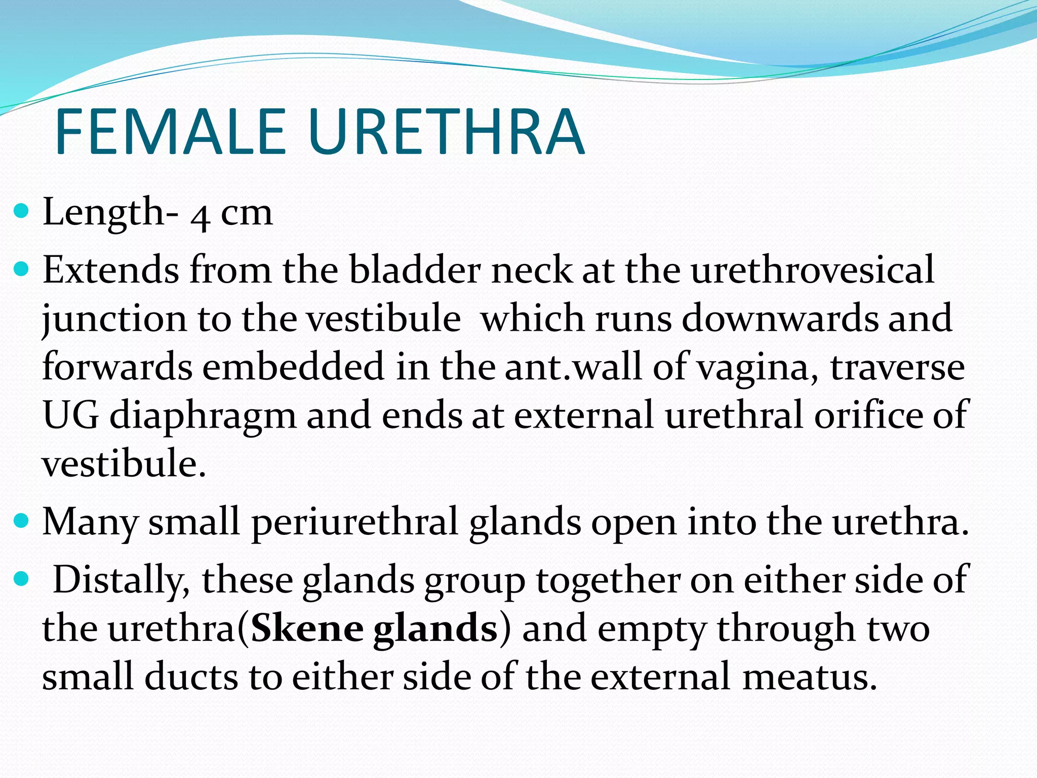 Antegrade & retrograde urethrogram | PPTX