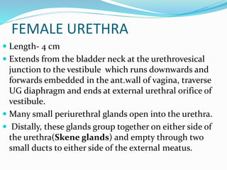 FEMALE URETHRA
 Length- 4 cm
 Extends from the bladder neck at the urethrovesical
junction to the vestibule which runs downwards and
forwards embedded in the ant.wall of vagina, traverse
UG diaphragm and ends at external urethral orifice of
vestibule.
 Many small periurethral glands open into the urethra.
 Distally, these glands group together on either side of
the urethra(Skene glands) and empty through two
small ducts to either side of the external meatus.
 
