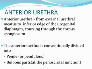 ANTERIOR URETHRA
 Anterior urethra - from external urethral
meatus to inferior edge of the urogenital
diaphragm, coursing through the corpus
spongiosum.
 The anterior urethra is conventionally divided
into
- Penile (or pendulous)
- Bulbous parts(at the penoscrotal junction)
 