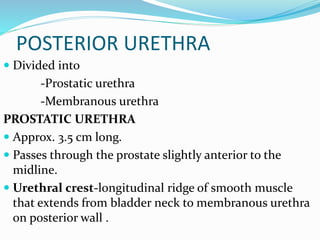 POSTERIOR URETHRA
 Divided into
-Prostatic urethra
-Membranous urethra
PROSTATIC URETHRA
 Approx. 3.5 cm long.
 Passes through the prostate slightly anterior to the
midline.
 Urethral crest-longitudinal ridge of smooth muscle
that extends from bladder neck to membranous urethra
on posterior wall .
 