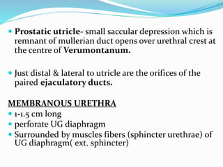  Prostatic utricle- small saccular depression which is
remnant of mullerian duct opens over urethral crest at
the centre of Verumontanum.
 Just distal & lateral to utricle are the orifices of the
paired ejaculatory ducts.
MEMBRANOUS URETHRA
 1-1.5 cm long
 perforate UG diaphragm
 Surrounded by muscles fibers (sphincter urethrae) of
UG diaphragm( ext. sphincter)
 