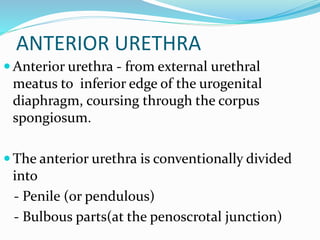 ANTERIOR URETHRA
 Anterior urethra - from external urethral
meatus to inferior edge of the urogenital
diaphragm, coursing...
