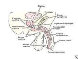 Radiologic anatomy of the urethra prostatic urethra (p), membranous urethra (m),
bulbous urethra (b), penile urethra (pe)
 