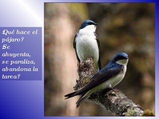 ¿Qué hace el pájaro? ¿Se ahuyenta,  se paraliza,  abandona la tarea?  