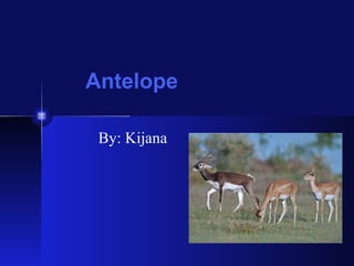 Antelope By: Kijana 
