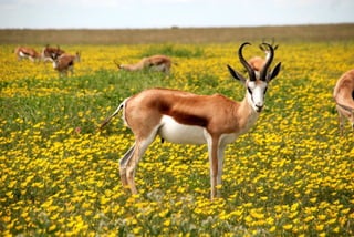 Antelopes on the field of blossom flowers