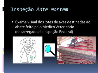 Inspeção Ante mortem

 Exame visual dos lotes de aves destinadas ao
  abate feito pelo Médico Veterinário
  (encarregado da Inspeção Federal)
 
