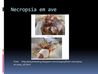 Necropsia em ave




 Foto: http://easybreeding.blogspot.com/2009/05/fotos-necropsia-
 en-aves_16.html
 