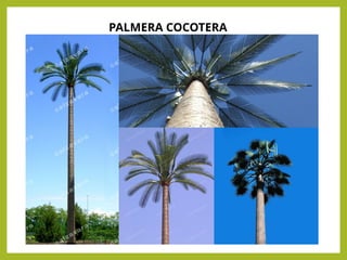 PALMERA COCOTERA
 