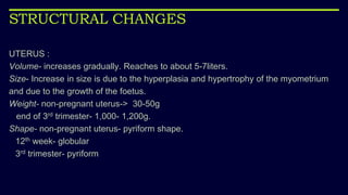 STRUCTURAL CHANGES
UTERUS :
Volume- increases gradually. Reaches to about 5-7liters.
Size- Increase in size is due to the hyperplasia and hypertrophy of the myometrium
and due to the growth of the foetus.
Weight- non-pregnant uterus-> 30-50g
end of 3rd trimester- 1,000- 1,200g.
Shape- non-pregnant uterus- pyriform shape.
12th week- globular
3rd trimester- pyriform
 