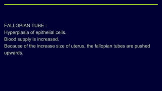 FALLOPIAN TUBE :
Hyperplasia of epithelial cells.
Blood supply is increased.
Because of the increase size of uterus, the fallopian tubes are pushed
upwards.
 