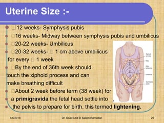 Uterine Size :-
 12 weeks- Symphysis pubis
 16 weeks- Midway between symphysis pubis and umbilicus
 20-22 weeks- Umbilicus
 20-32 weeks- 1 cm above umbilicus
for every 1 week
 By the end of 36th week should
touch the xiphoid process and can
make breathing difficult
 About 2 week before term (38 week) for
 a primigravida the fetal head settle into
 the pelvis to prepare for birth, this termed lightening.
4/5/2018 Dr. Soad Abd El Salam Ramadan 29
 