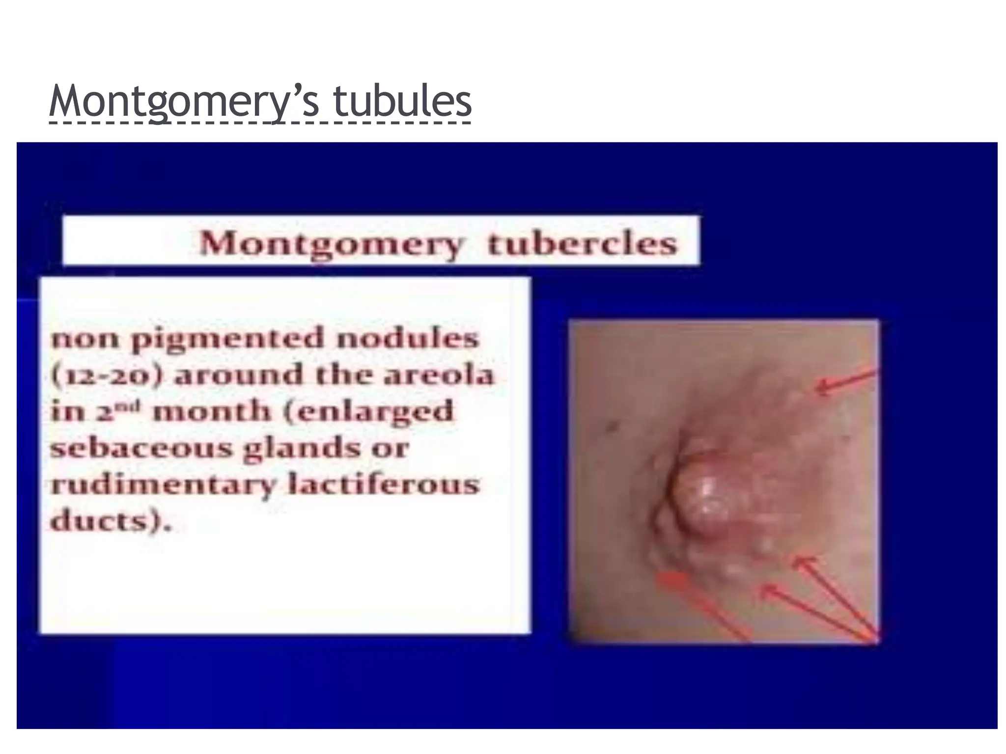 Montgomery’s tubules
 