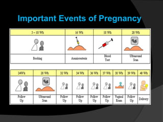 Important Events of Pregnancy
Important Events of Pregnancy
 