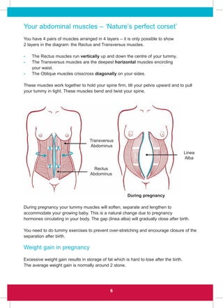 Your abdominal muscles – ‘Nature’s perfect corset’
You have 4 pairs of muscles arranged in 4 layers – it is only possible to show
2 layers in the diagram: the Rectus and Transversus muscles.
- The Rectus muscles run vertically up and down the centre of your tummy.
- The Transversus muscles are the deepest horizontal muscles encircling
your waist.
- The Oblique muscles crisscross diagonally on your sides.
These muscles work together to hold your spine firm, tilt your pelvis upward and to pull
your tummy in tight. These muscles bend and twist your spine.
During pregnancy your tummy muscles will soften, separate and lengthen to
accommodate your growing baby. This is a natural change due to pregnancy
hormones circulating in your body. The gap (linea alba) will gradually close after birth.
You need to do tummy exercises to prevent over-stretching and encourage closure of the
separation after birth.
Weight gain in pregnancy
Excessive weight gain results in storage of fat which is hard to lose after the birth.
The average weight gain is normally around 2 stone.
6
During pregnancy
Linea
Alba
Transversus
Abdominus
Rectus
Abdominus
 