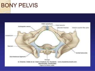BONY PELVIS
 