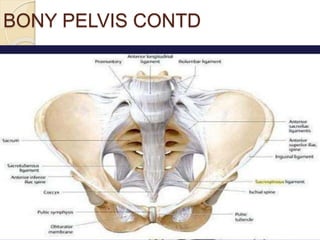 BONY PELVIS CONTD
 