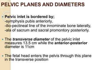 PELVIC PLANES AND DIAMETERS
 Pelvic inlet is bordered by;
-symphysis pubis anteriorly,
-ilio-pectineal line of the innominate bone laterally,
-ala of sacrum and sacral promontory posteriorly.
 The transverse diameter of the pelvic inlet
measures 13.5 cm while the anterior-posterior
diameter is 11cm
 The fetal head enters the pelvis through this plane
in the transverse position
 