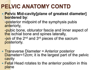 PELVIC ANATOMY CONTD
 Pelvic Mid-cavity[plane of greatest diameter]
bordered by:
-posterior midpoint of the symphysis pubis
anteriorly,
-pubic bone, obturator fascia and inner aspect of
the ischial bone and spines laterally,
-jxn of the 2nd and 3rd pieces of the sacrum
posteriorly.
 Transverse Diameter = Anterior posterior
Diameter=12cm; it is the largest part of the pelvic
cavity
 Fetal Head rotates to the anterior position in this
plane
 