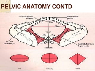 PELVIC ANATOMY CONTD
 