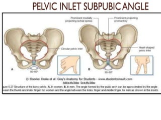 PELVIC INLET SUBPUBIC ANGLE
 