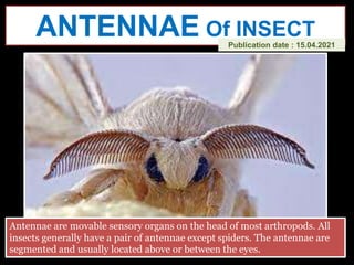 ANTENNAE Of INSECT
Publication date : 15.04.2021
Antennae are movable sensory organs on the head of most arthropods. All
insects generally have a pair of antennae except spiders. The antennae are
segmented and usually located above or between the eyes.
 